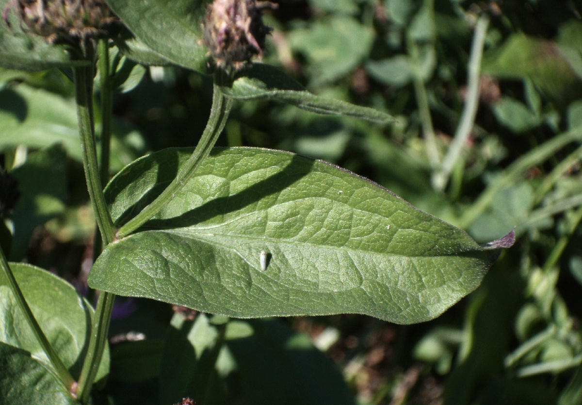 Centaurea nigrescens